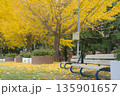 イチョウの木とベンチ 135901657