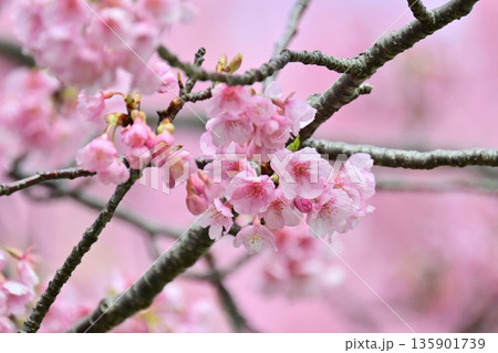 春イメージ(桜:河津桜)Spring season image 春イメージ(桜:河津桜)Spring season image 135901739