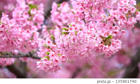 春イメージ(桜:河津桜)Spring season image 春イメージ(桜:河津桜)Spring season image 135901740