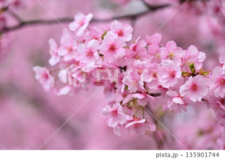 春イメージ(桜:河津桜)Spring season image 春イメージ(桜:河津桜)Spring season image 135901744
