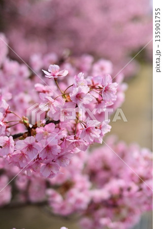春イメージ(桜:河津桜)Spring season image 春イメージ(桜:河津桜)Spring season image 135901755