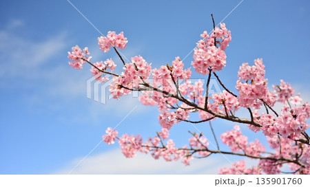 春イメージ(桜:河津桜)Spring season image 春イメージ(桜:河津桜)Spring season image 135901760