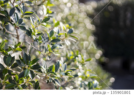 Korean Banyan Tree Under Bright Sunlight, A vibrant ad photo of Korean banyan tree, massive trunk and sprawling branches glowing in golden rays, tropical nature or majestic tree documentary. 135901801