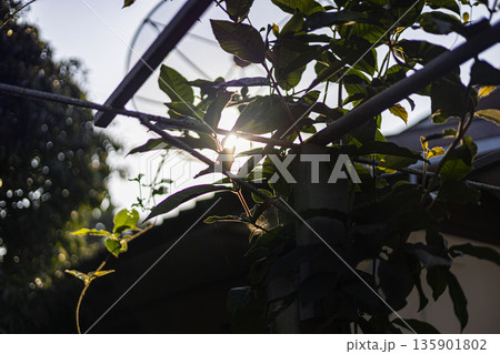 Petrea Volubilis Vines Draping Over Garden Arch, A graceful photo of Petrea Volubilis vines, cascading purple blooms in soft morning light, for elegant garden or romantic floral documentary. 135901802