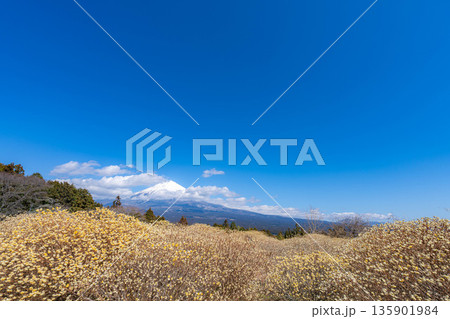 【富士山素材】白糸自然公園から見る富士山とミツマタの花【静岡県】 135901984
