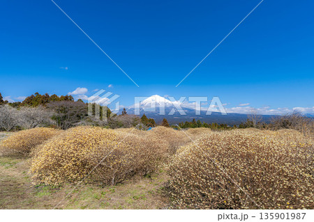【富士山素材】白糸自然公園から見る富士山とミツマタの花【静岡県】 135901987