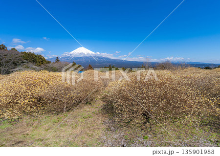 【富士山素材】白糸自然公園から見る富士山とミツマタの花【静岡県】 135901988