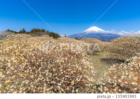 【富士山素材】白糸自然公園から見る富士山とミツマタの花【静岡県】 【富士山素材】白糸自然公園から見る富士山とミツマタの花【静岡県】 135901993