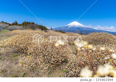 【富士山素材】白糸自然公園から見る富士山とミツマタの花【静岡県】 135901994