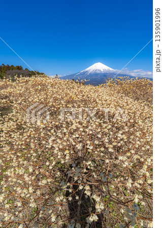 【富士山素材】白糸自然公園から見る富士山とミツマタの花【静岡県】 135901996