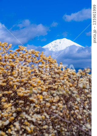 【富士山素材】白糸自然公園から見る富士山とミツマタの花【静岡県】 【富士山素材】白糸自然公園から見る富士山とミツマタの花【静岡県】 135901999