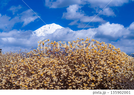 【富士山素材】白糸自然公園から見る富士山とミツマタの花【静岡県】 135902001