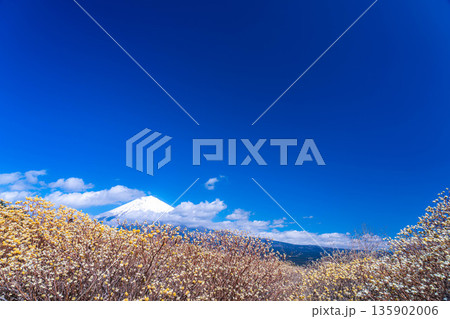 【富士山素材】白糸自然公園から見る富士山とミツマタの花【静岡県】 135902006