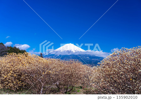 【富士山素材】白糸自然公園から見る富士山とミツマタの花【静岡県】 135902010