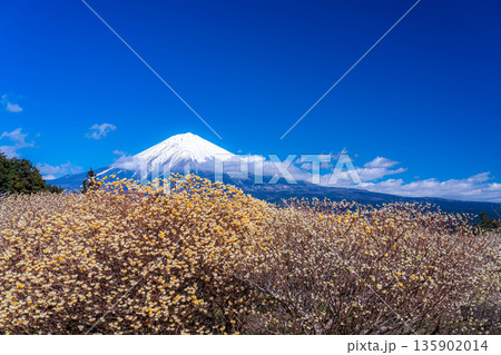 【富士山素材】白糸自然公園から見る富士山とミツマタの花【静岡県】 135902014
