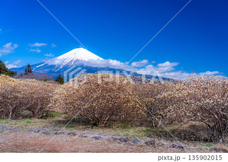 【富士山素材】白糸自然公園から見る富士山とミツマタの花【静岡県】 135902015