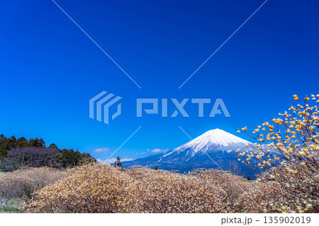 【富士山素材】白糸自然公園から見る富士山とミツマタの花【静岡県】 135902019