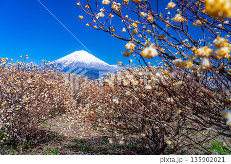【富士山素材】白糸自然公園から見る富士山とミツマタの花【静岡県】 135902021