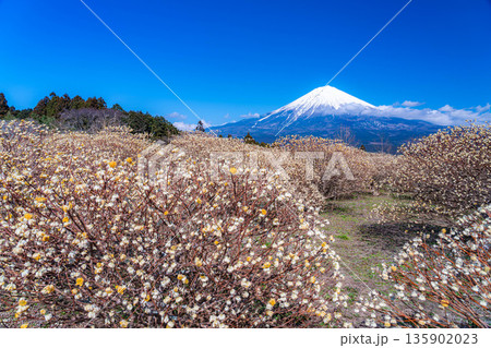 【富士山素材】白糸自然公園から見る富士山とミツマタの花【静岡県】 【富士山素材】白糸自然公園から見る富士山とミツマタの花【静岡県】 135902023