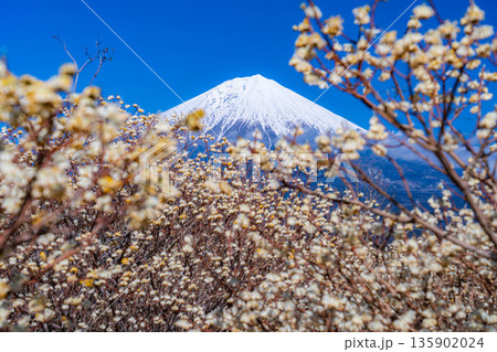【富士山素材】白糸自然公園から見る富士山とミツマタの花【静岡県】 【富士山素材】白糸自然公園から見る富士山とミツマタの花【静岡県】 135902024