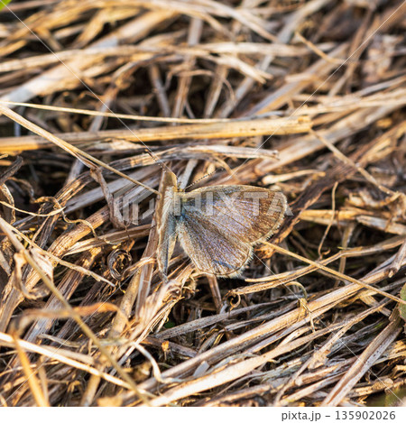 初冬の枯れ草にとまるヤマトシジミ低温期型02 135902026