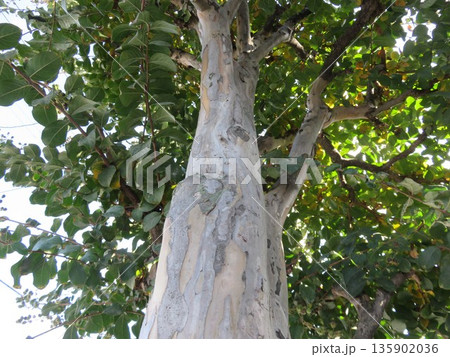 猿滑の木 135902036