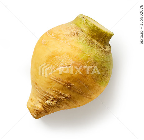 fresh raw rutabaga vegetable isolated on white background fresh raw rutabaga vegetable isolated on white background 135902076