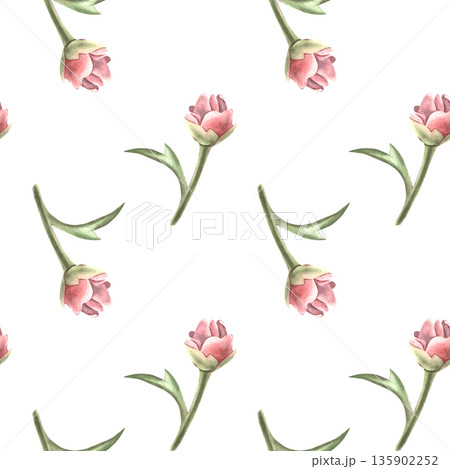 Seamless simple pattern peony buds and leaves. Hand-painted watercolor botanical illustration isolated on white for textile, packaging, stationery, wallpaper, branding, wedding design, romantic decor 135902252