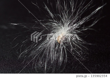 ガガイモの種子 135902354