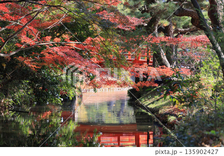 栗林公園の西湖側から東、梅林橋（赤橋）方向の紅葉を見る 135902427