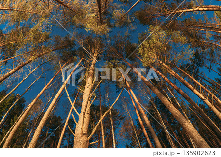 Looking Up at Tall Pine Trees and Starry Night Sky Looking Up at Tall Pine Trees and Starry Night Sky 135902623