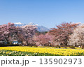 山梨県北杜市実相寺のソメイヨシノと南アルプス 135902973