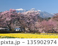 山梨県北杜市実相寺のソメイヨシノと南アルプス 135902974