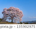 山梨県北杜市　ワニ塚の一本桜と八ケ岳 135902975