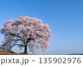 山梨県北杜市　ワニ塚の一本桜と八ケ岳 135902976
