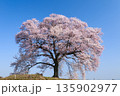 山梨県北杜市　ワニ塚の一本桜 135902977