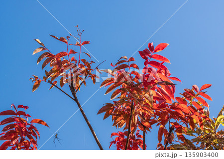 冬の青空と紅葉したハゼノキの赤い葉03 135903400