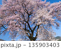 山梨県北杜市　ワニ塚の一本桜 135903403