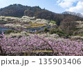 山梨県笛吹市の桃畑 135903406