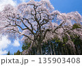 山梨県山梨市乙ヶ妻の枝垂れ桜 135903408