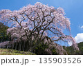 山梨県山梨市乙ヶ妻の枝垂れ桜 135903526