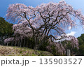 山梨県山梨市乙ヶ妻の枝垂れ桜 135903527