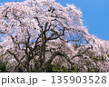 山梨県山梨市乙ヶ妻の枝垂れ桜 135903528