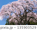 山梨県山梨市乙ヶ妻の枝垂れ桜 135903529