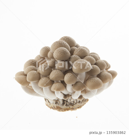しめじ 135903862