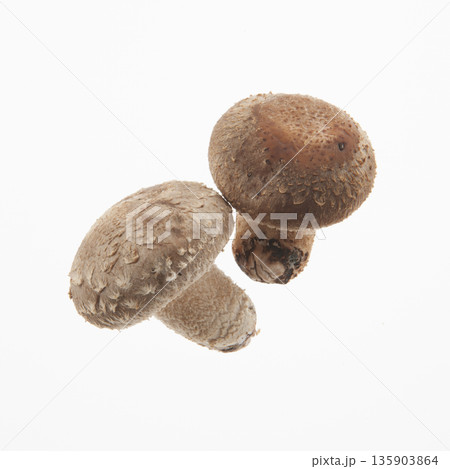 生椎茸 生椎茸 135903864