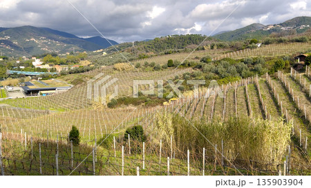 Landscape, panoramic vineyards in fall, winter against backdrop of mountains, blue skies in morning, and traditional houses. Agriculture in northern Italy, Europe. Landscape, panoramic vineyards in fall, winter against backdrop of mountains, blue skies in morning, and traditional houses. Agriculture in northern Italy, Europe. 135903904