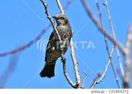 ヒヨドリ(Bulbul) ヒヨドリ(Bulbul) 135904272