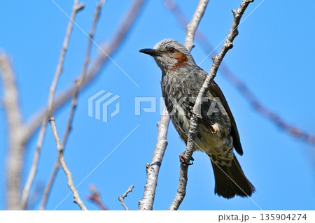ヒヨドリ（Bulbul） 135904274