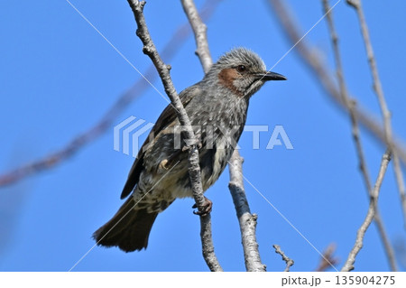 ヒヨドリ（Bulbul） 135904275